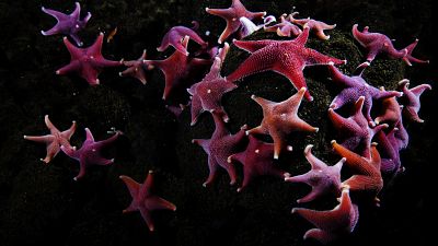 A red starfish found in the McMurdo Sound an icy body of windswept water in Antarctica.