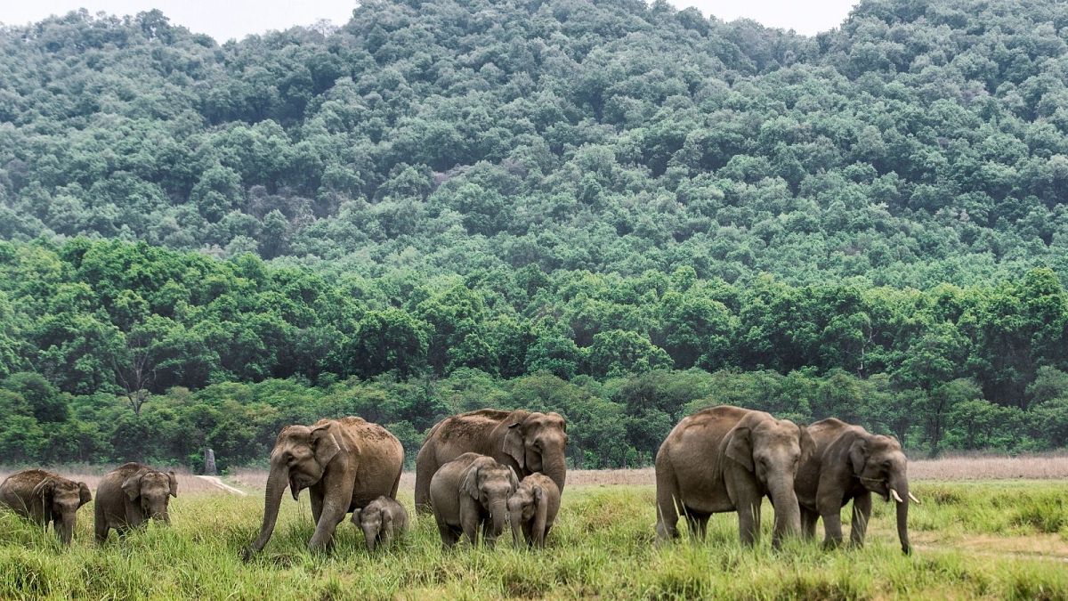 عکس تزیینی از فیل‌های آسیایی