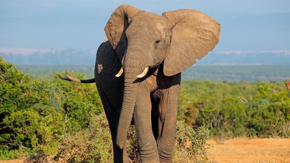 AI könnte den Afrikanischen Elefanten das Überleben sichern