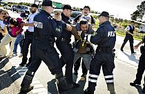 In this Sept. 9, 2015 file picture police grab a refugee as hundreds of refugees walk in Southern Jutland motorway near Padborg in Denmark