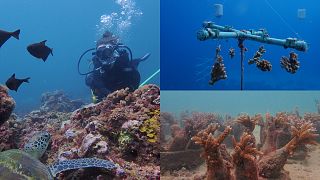 Recycled glass bottles are used to make a structure to plant baby corals onto