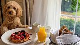 The most luxurious dog-friendly breakfast you can imagine.