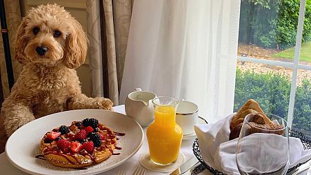 The most luxurious dog-friendly breakfast you can imagine.