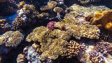 Scientists are transporting resilient coral to vulnerable areas in Hawaiian waters