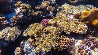 Scientists are transporting resilient coral to vulnerable areas in Hawaiian waters