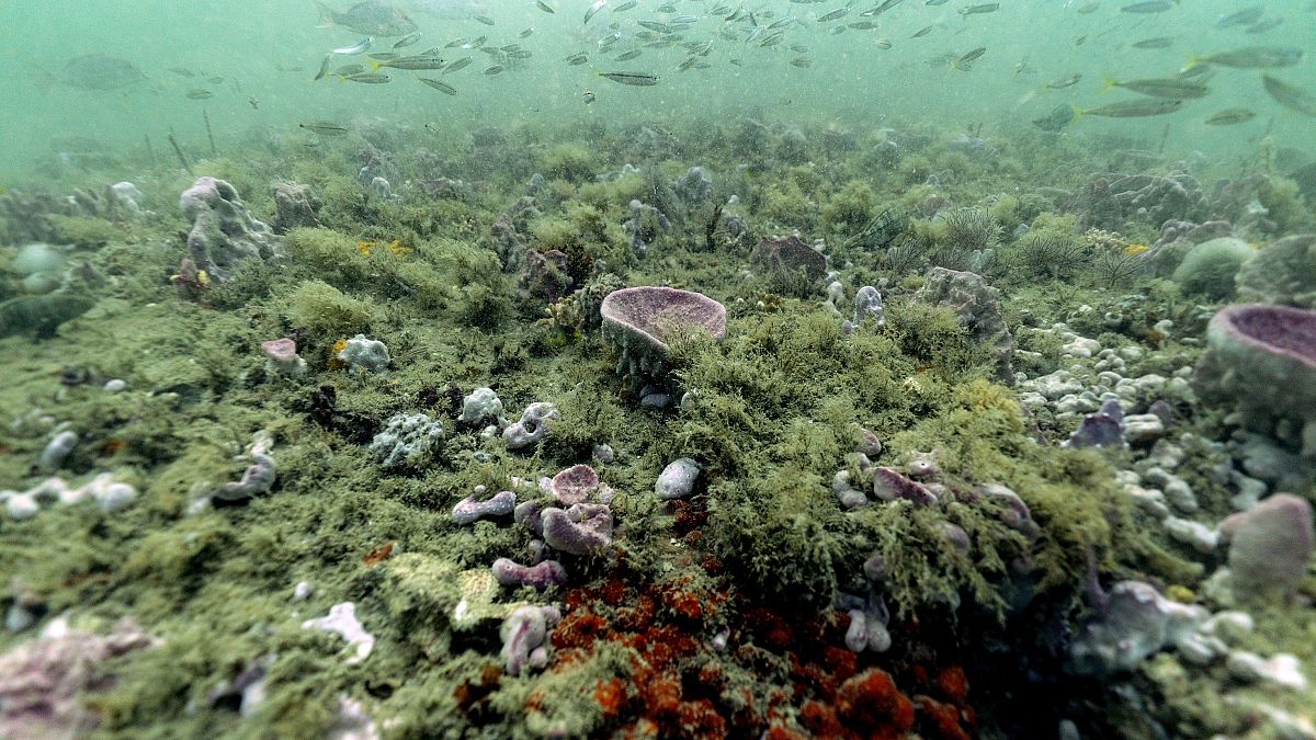 صورة أرشيفية لأسماك تسمح فوق الشعب المرجانية في محمية قبالة سواحل سافانا، جورجيا بالولايات المتحدة الأمريكية، 28 أكتوبر 2019.