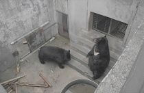 Dos de los osos en la granja antes de ser liberados