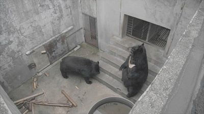 Dos de los osos en la granja antes de ser liberados