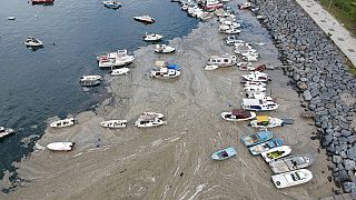 Eklig und ein Riesenproblem für Fischer: Schleim verseucht Marmarameer