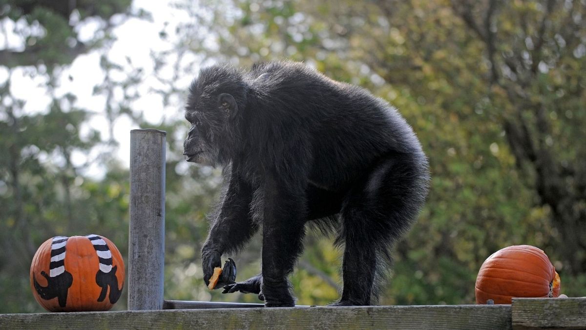 کوبی، پیرترین شامپانزه نر جهان مرد