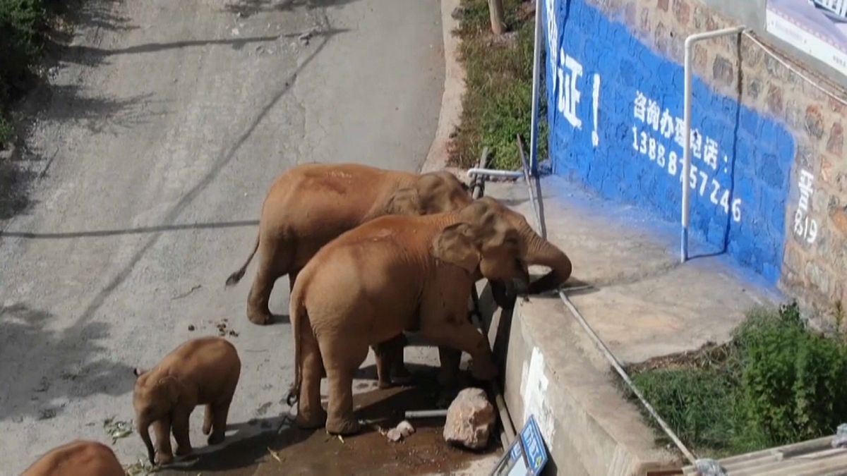 قطيع من الفيلة يواصل نشره التوتر والفوضى في جنوب غرب الصين
