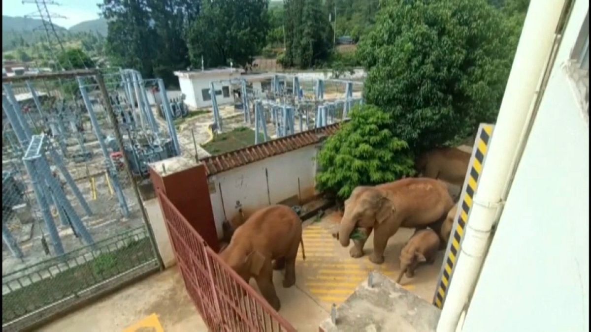 Manada de elefantes invade zona residencial na China