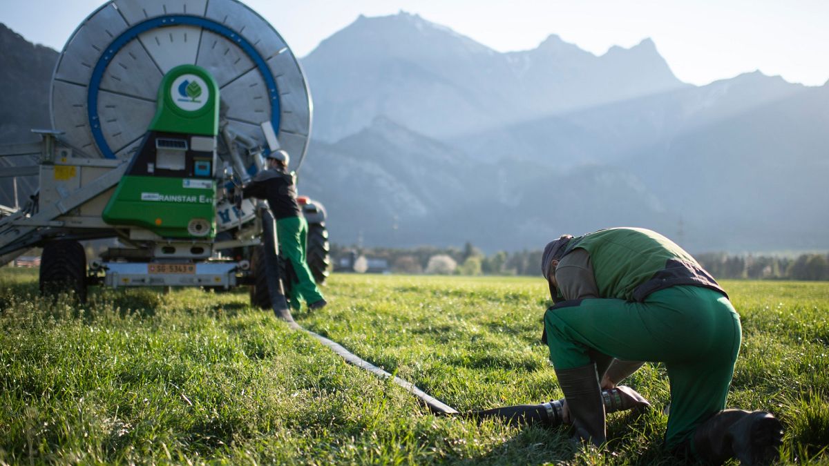 Öntözés egy svájci farmon Bad Ragazban 2020. április 13-án
