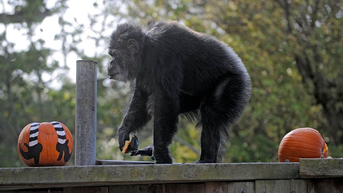 كوبي، ذكر شمبانزي، يلعب خلال احتفال عيد الهالوين في حديقة حيوانات سان فرانسيسكو، 21 أكتوبر 2009