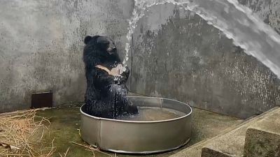 Schwarzbär spielt mit Wasser