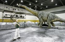 I paleontologi hanno scoperto una nuova specie di dinosauro gigante