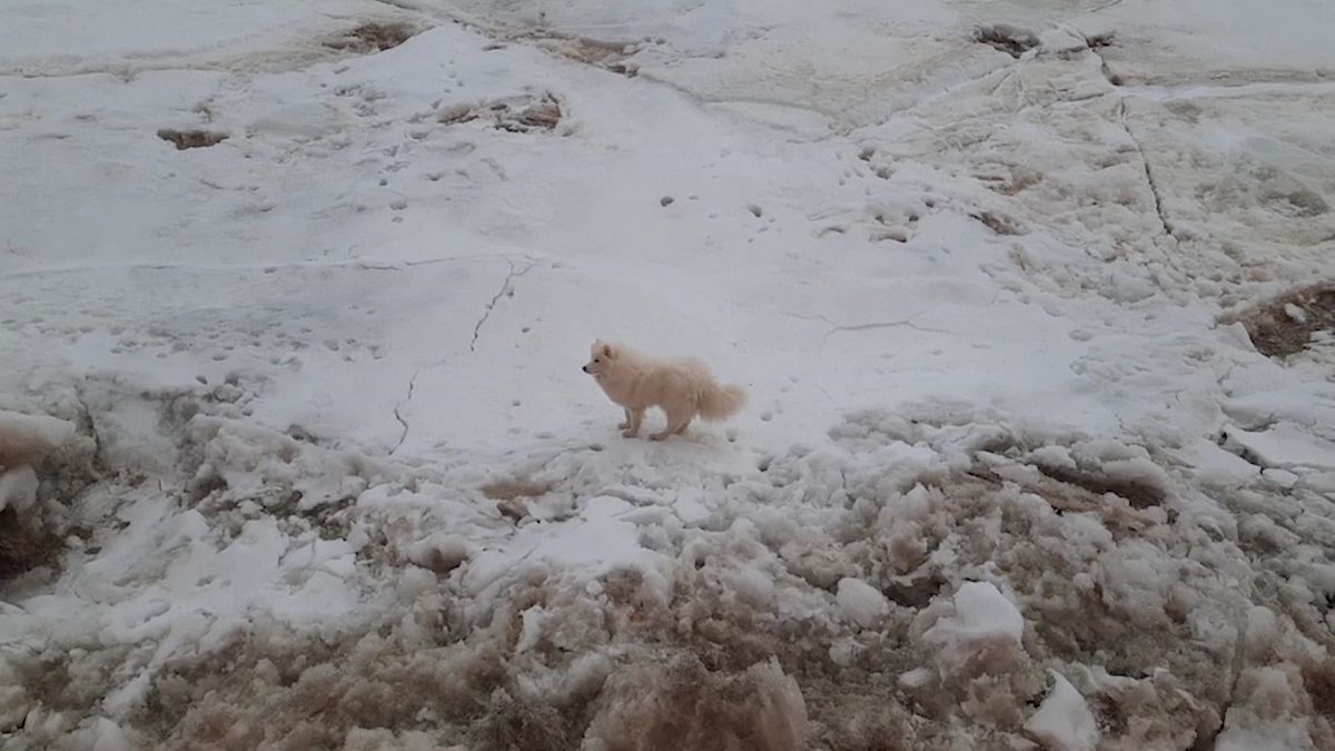 إنقاذ كلب كان عالقا على لوح جليدي - روسيا