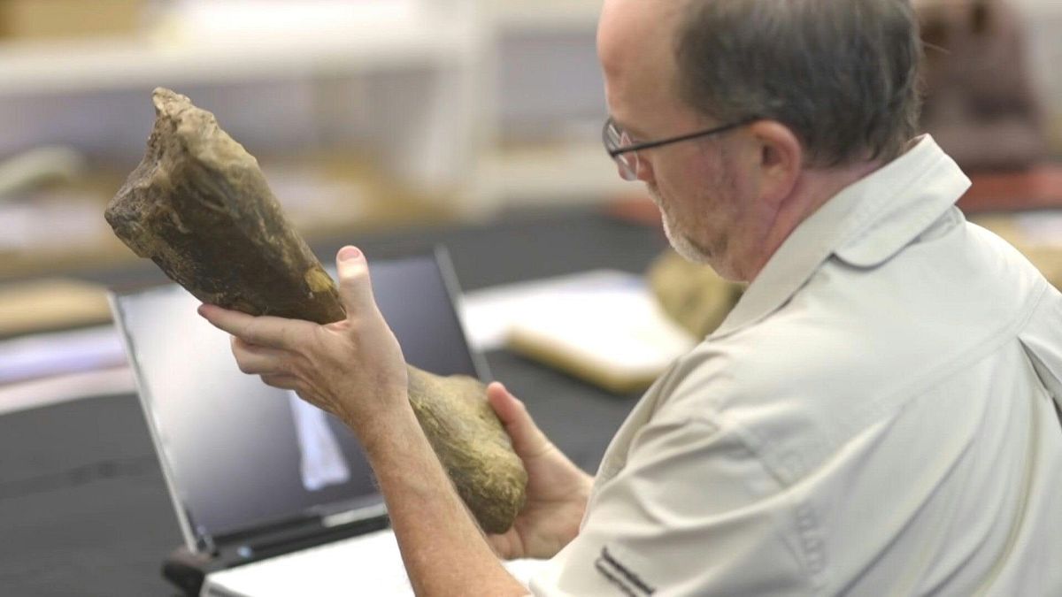 اكتشاف حفريات تعود لأكبر ديناصور مشى على سطح القارة الأسترالية