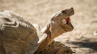 Burkina Faso : plus de 500 tortues saisies par les douanes