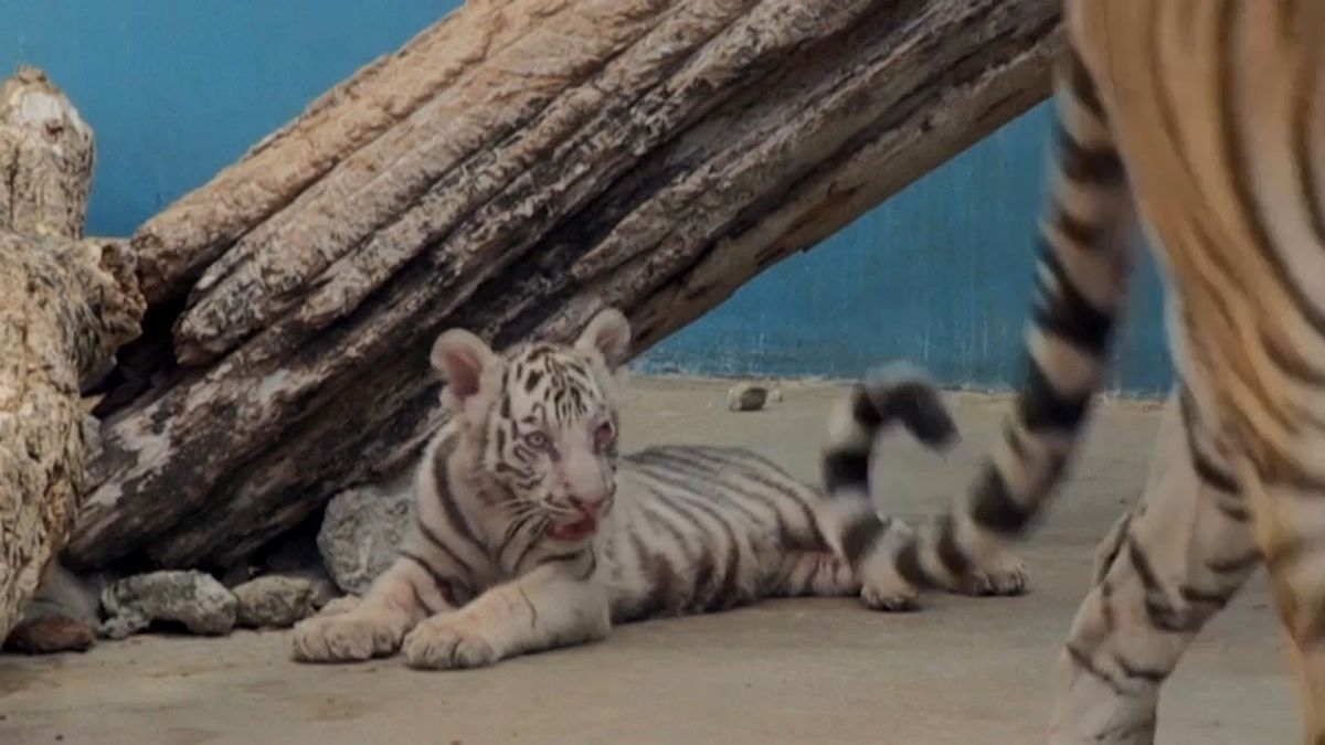 El tigre blanco nacido en Cuba