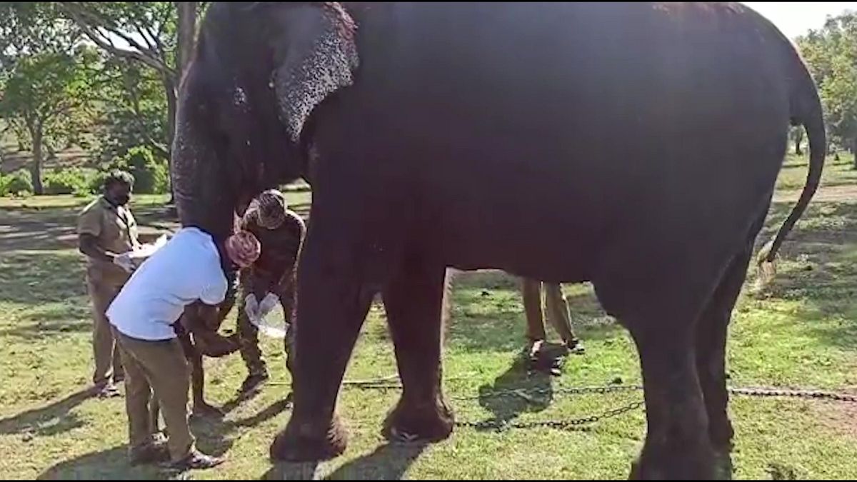 إخضاع 28 فيلا لفحص كورونا في الهند إثر نفوق لبؤة بسبب الفيروس