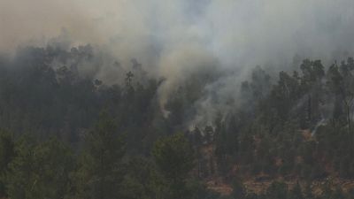 Wildfire, flames and smoke rising from burning trees