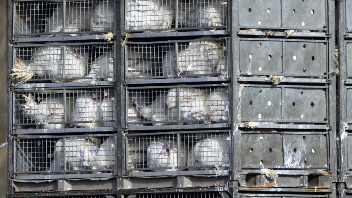UE: basta animali in gabbia e allevamenti-lager