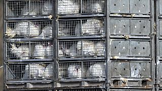 A truck carrying turkeys