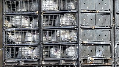 Le Parlement européen veut mettre fin à l'élevage en cage
