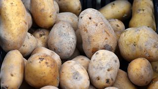 Kenya's authority to begin crackdown on unregistered potato dealers