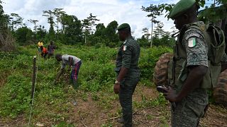 Côte d'Ivoire combats land exploitation via reforestation mission
