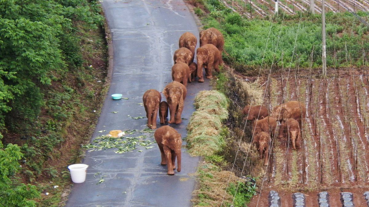 Os elefantes errantes pelo sudoeste da China