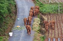Os elefantes errantes pelo sudoeste da China