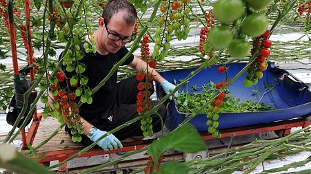 An employee working in Saveol experimental greenhouse in Guipavas, western France.
