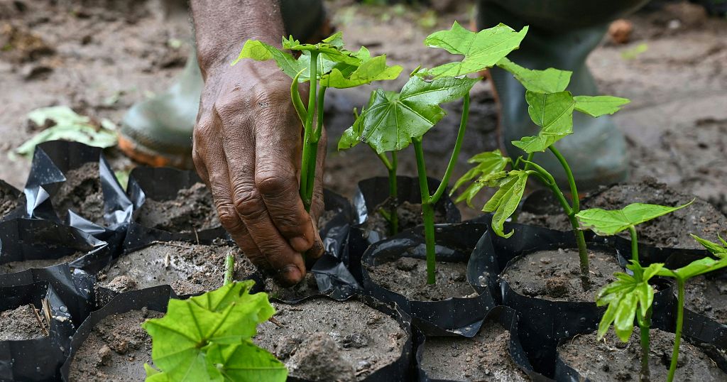 Ghana to plant 5 million trees in a single day | Africanews