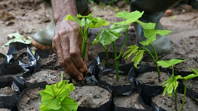 Ghana to plant 5 million trees in a single day