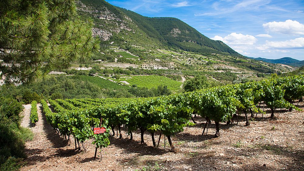 These are the best winery tours in France Euronews