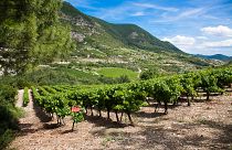 AOP Terrasses du Larzac, vineyard