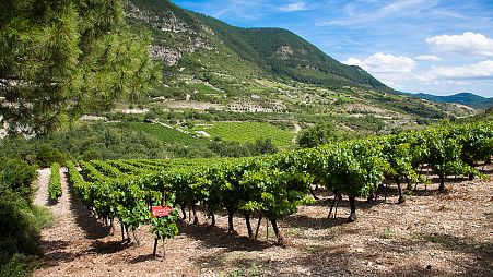 AOP Terrasses du Larzac, vineyard