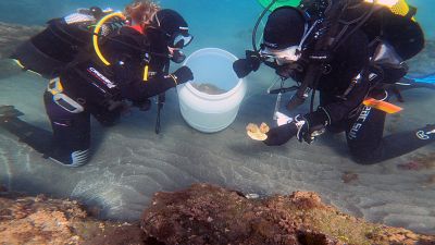 Divers restore sea anemones off the coast of Andalusia, Spain