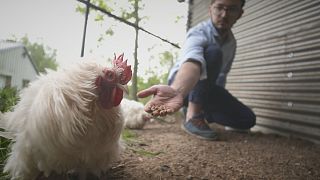 Tornar a alimentação animal mais sustentável