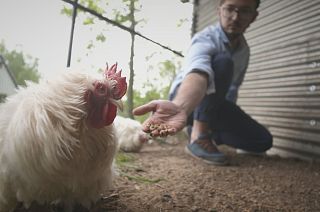 Fish and poultry try a new sustainable diet of larvae and insects