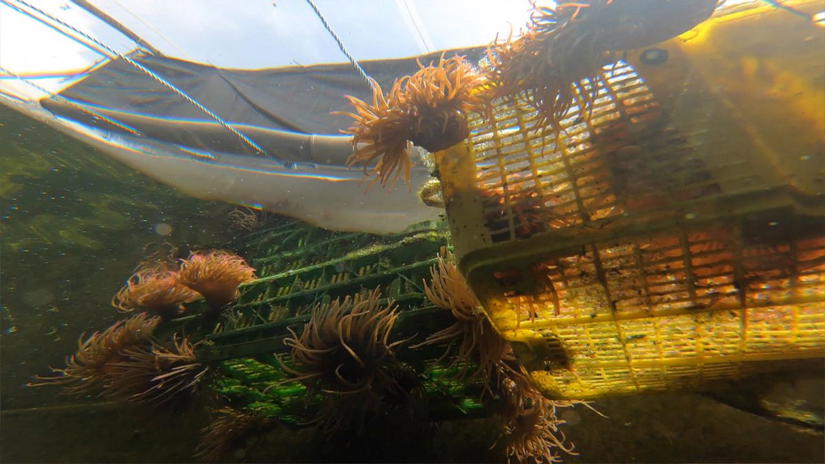 Anémonas-do-mar: um petisco em risco