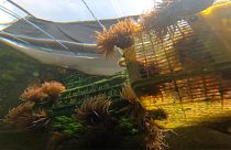 Γρανάδα: Ένα πρότζεκτ για την σωτηρία της θαλάσσιας ανεμώνης