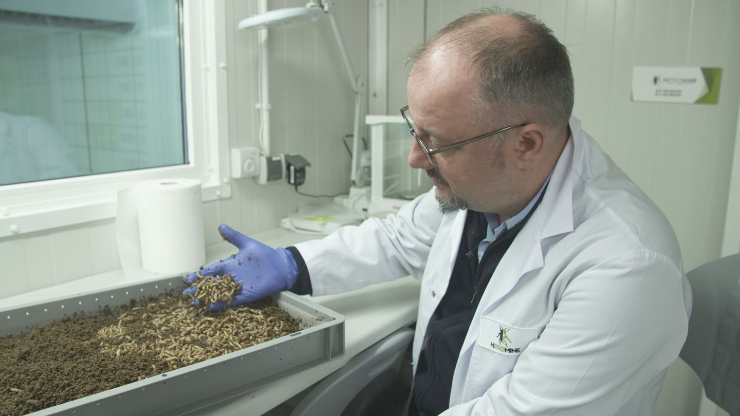 What are the benefits of using larvae as animal food? | Euronews What are the benefits of using larvae as animal food? | Euronews