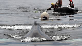 A team from the Center for Coastal Studies in Provincetown, Mass., use a knife at the end of a pole to free a humpback whale from fishing gear near Boston harbor, June 9, 2021