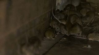 Plaga de ratones en Australia