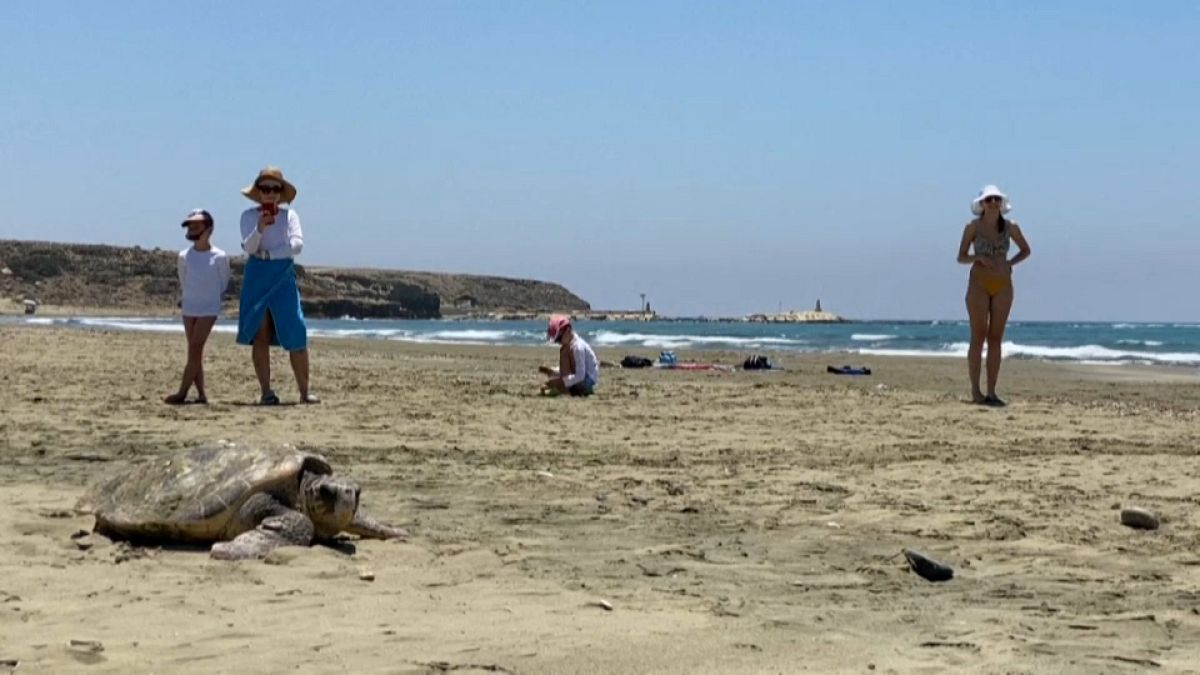Tartarugas visitam praias de Chipre