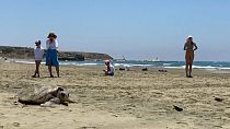 Wasserschildkröte am Strand