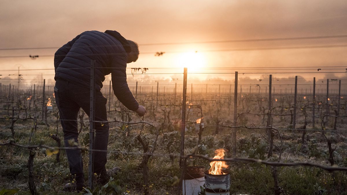 In this file photo taken on April 12, 2021 a man checks vine buds during the burning of anti-frost candles in the Luneau-Papin wine vineyard in Le Landreau